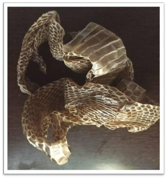 snake skin for magic, snake skin black magic, snake skin witchcraft, snake skin ritual use, snake skin spell ingredient, snake skin for spells, black magic protection tools, transformation magic supplies, snake skin spellwork, authentic snake skin for rituals, snake skin for banishing, snake skin for hex breaking, occult snake skin, snake skin magical uses, serpent magic supplies